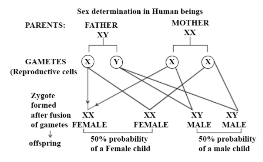 Explain Sex Determination In Humans With Line Diag Class 12 Biology Cbse 