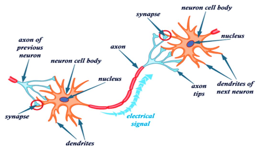 nerve impulse travel through axon