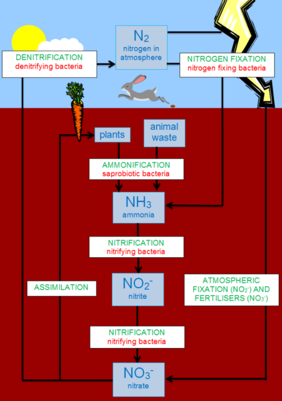 describe nitrogen cycle in nature, draw the nitrogen cycle class 8th ​ -  Brainly.in