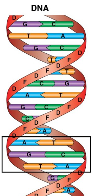 Explain Watson And Crick Model Of Dna Class 12 Biology Cbse