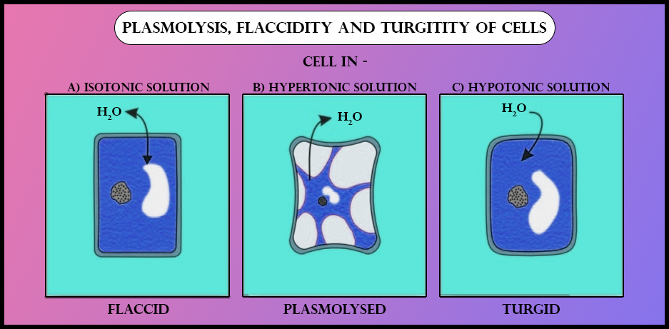 When plant cells are kept in hypertonic solution they get(A) Lysed(B)  Turgid(C) Deplasmolysed(D) Plasmolysed