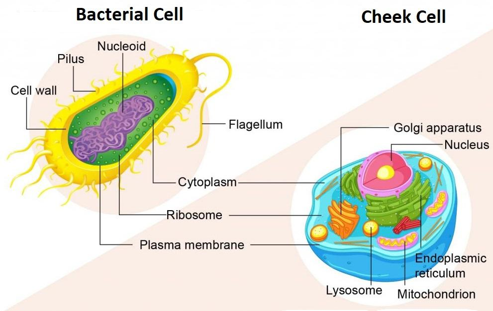 types of bacterial cells