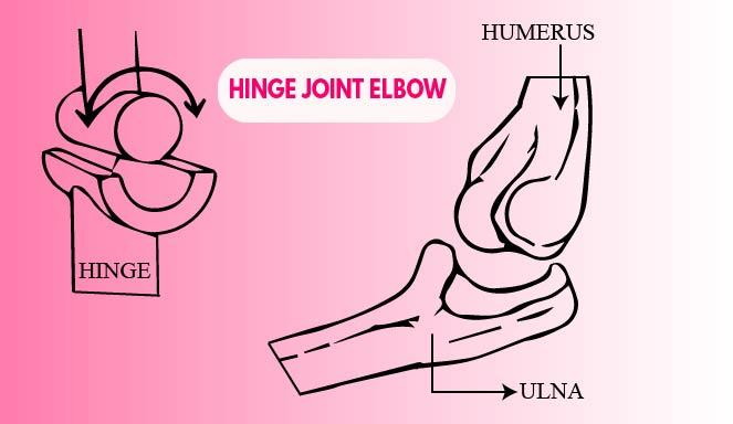 Give two examples of hinge joints.
