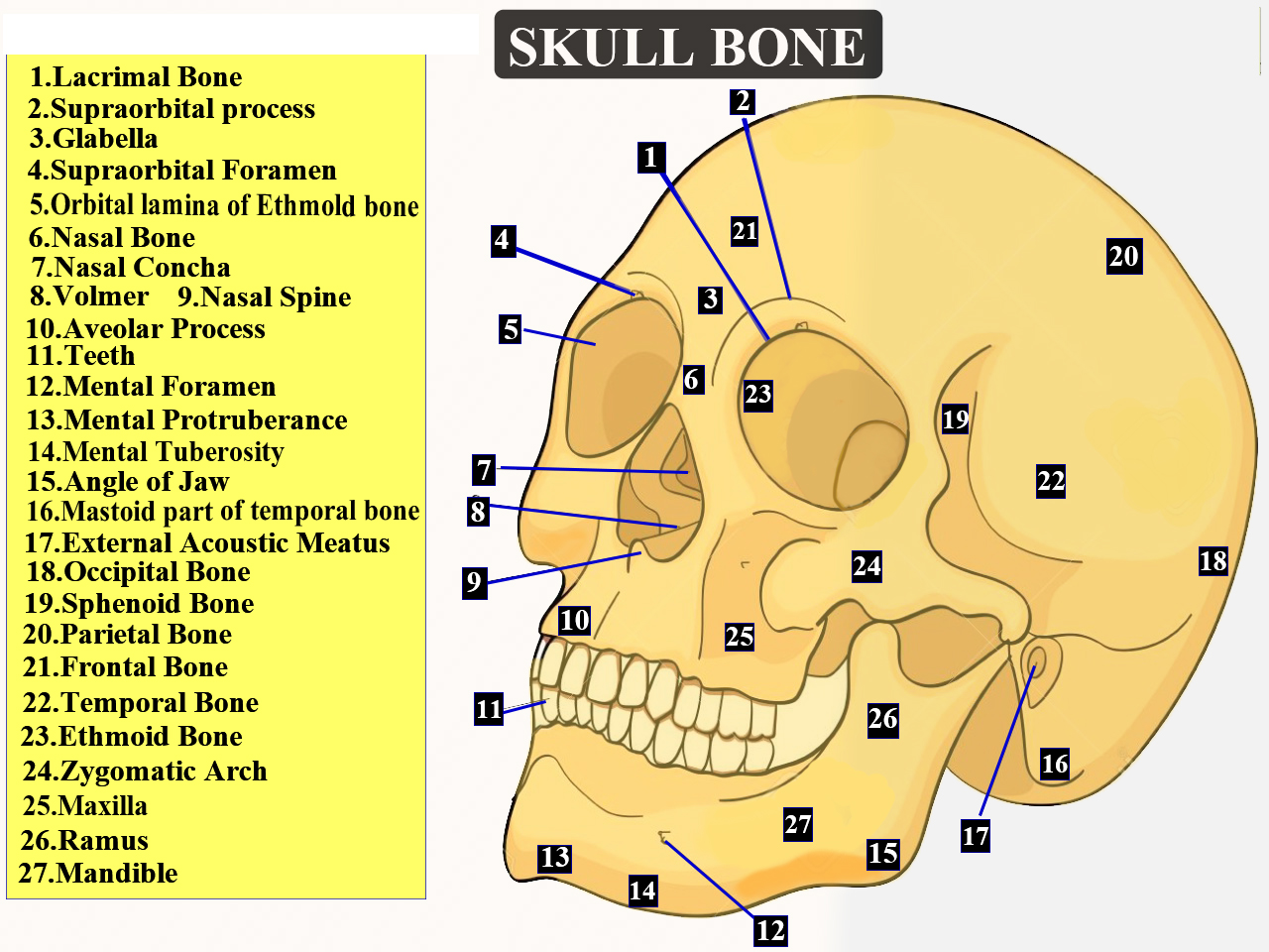Total Number Of Bones Found In The Human Skull Is A Class 11 Biology Cbse