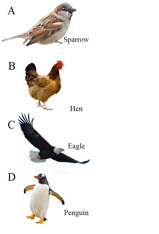 Which of the following birds lives in the polar region?\n \n \n \n \n