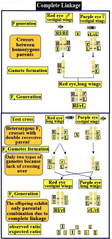 linkage examples