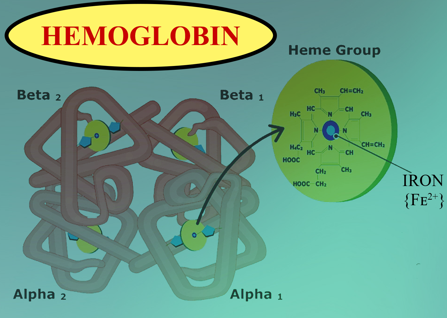 What is the common element in hemoglobin and myoglobin?(a) Fe(b
