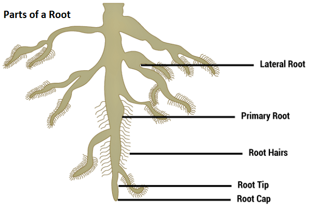 In root, what structure increases surface area for the absorption of water  and minerals from the soil?