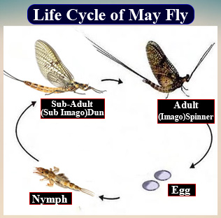 The lifespan of a mayfly is (a) 1 day(b) 2 days(c) 3 days(d) 4 days