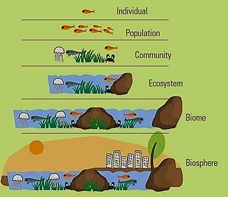 Ecology vocabulary. Ecosystem Levels. Levels of Organization. Biosphere ecosystem. Экосистема рисунок для детей.
