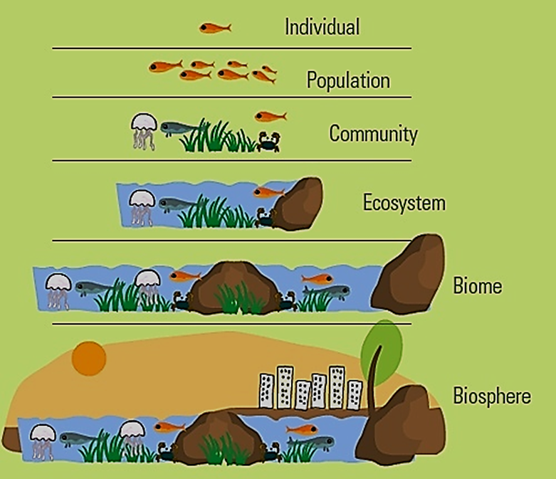 Ecology vocabulary