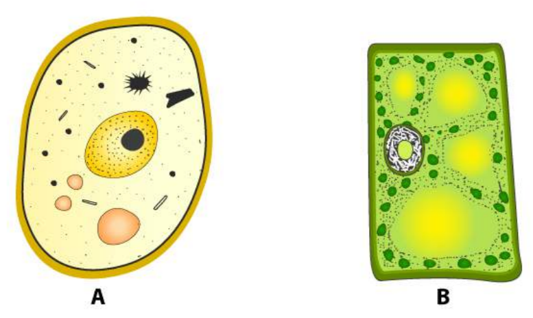 Given below are the sketches of two types of cells A and Ba) Which one of  these is a plant cell? Give reason in support of your ) List the  cell structures