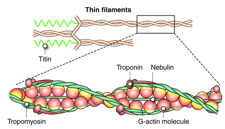 Белок миозин 2. Актин миозин тропонин. Тропонин и тропомиозин. Тропонин на актине. Тропонин строение.