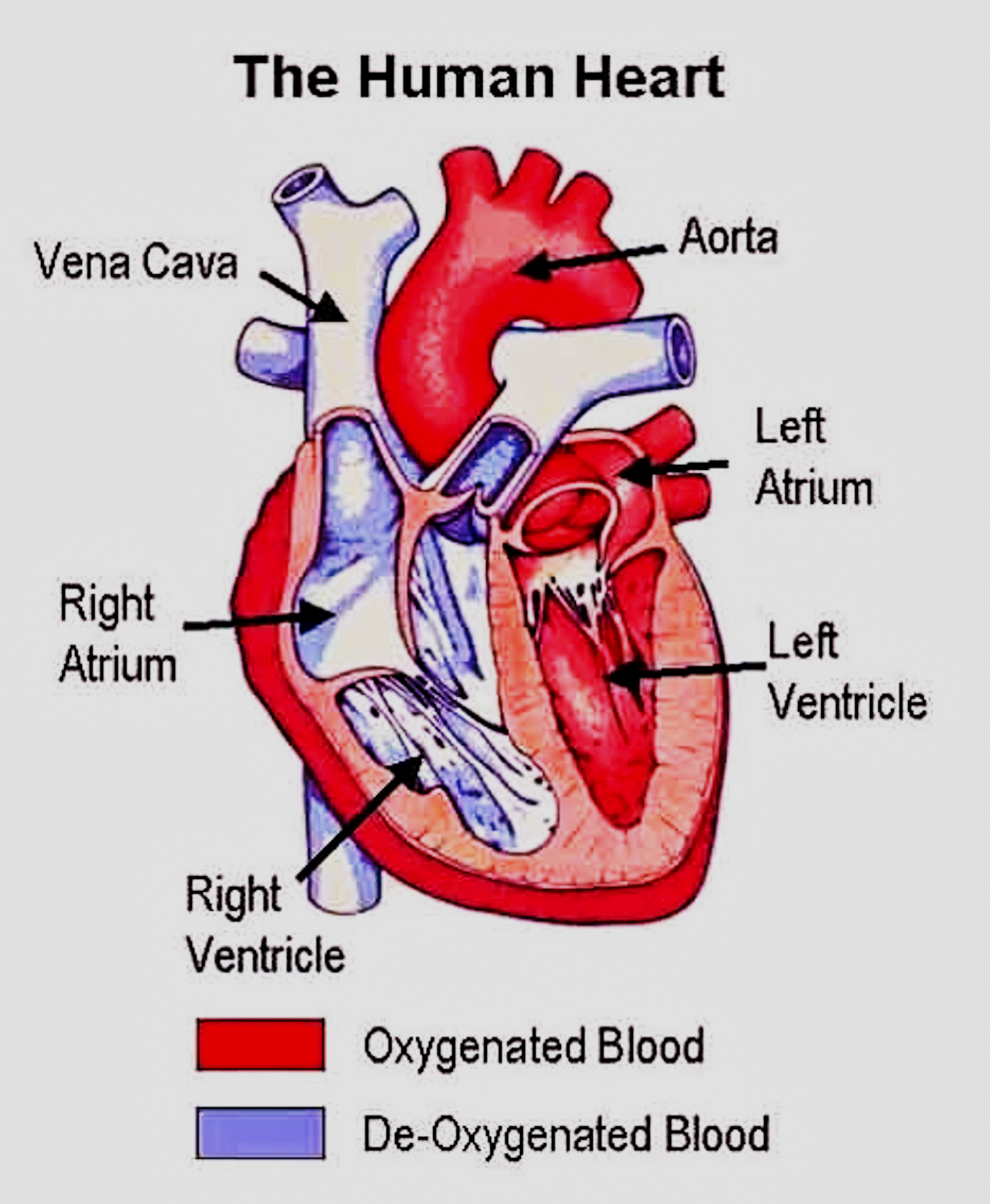 Deoxygenated blood is found in A Right ventricle B class 11 biology CBSE