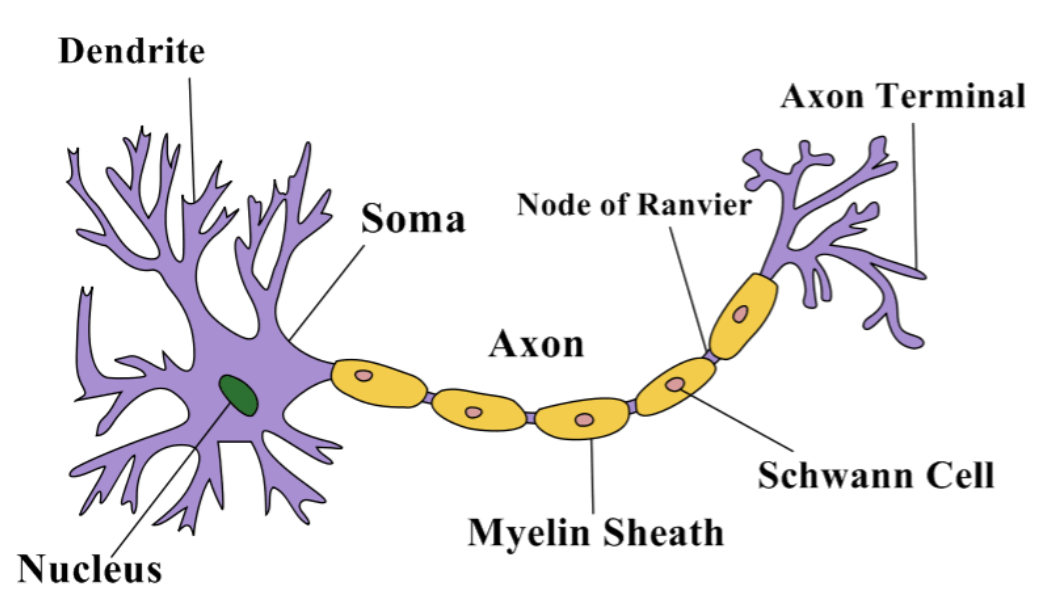 Labeled Or Labelled