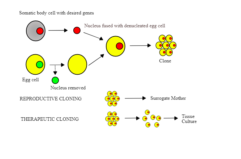 Cloning Process