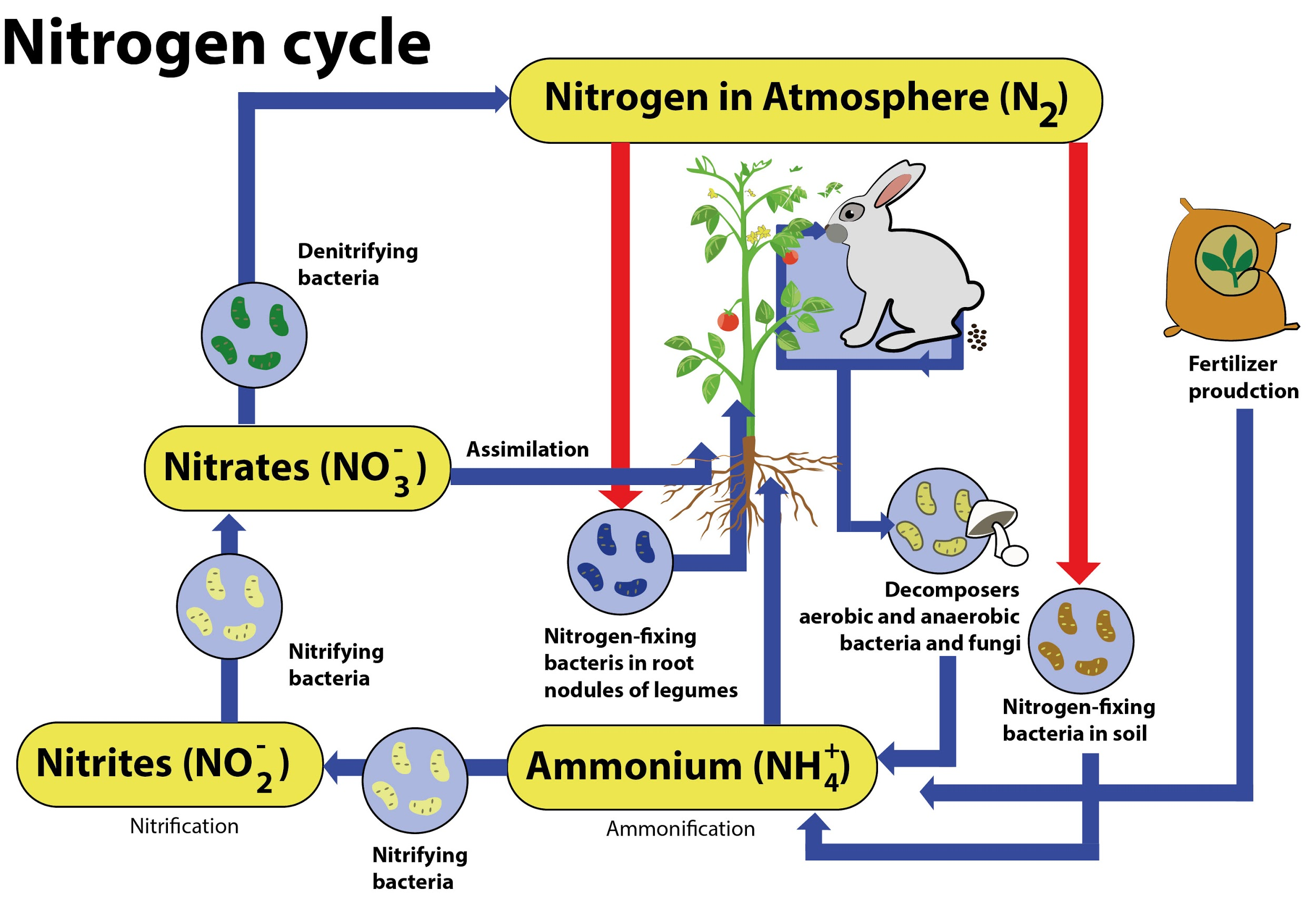 Describe the nitrogen cycle with the help of a diagram.