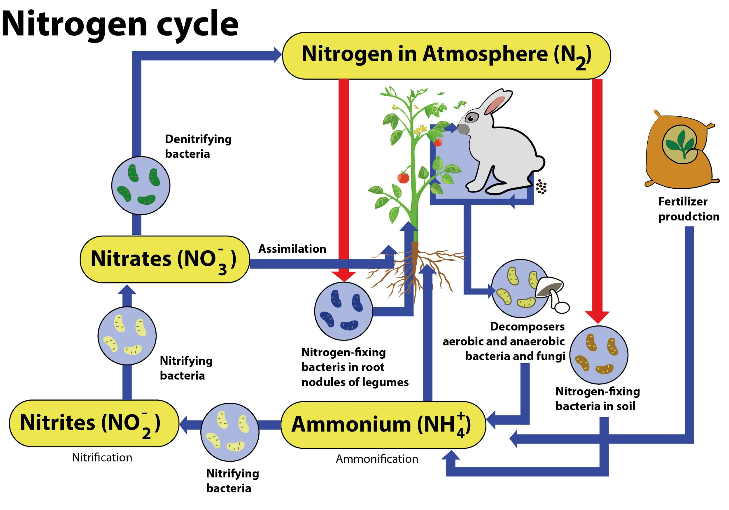 With the help of a labelled diagram showa Nitrogen cycle in natureb  Describe briefly any two processes involved in the cycling of N 2 in the  environment.