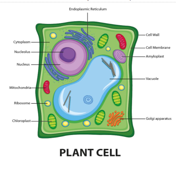 chloroplast in animal cell