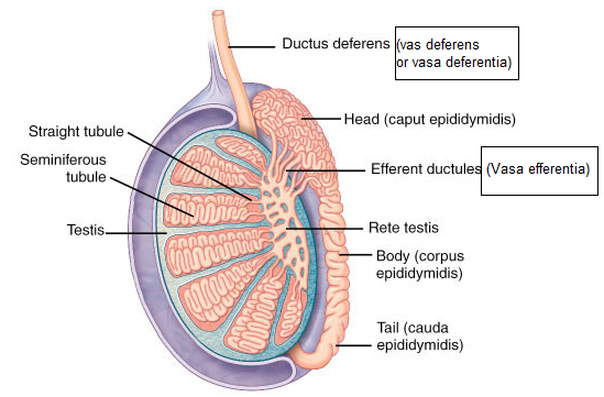If for some reason, the vasa efferentia in the human reproductive system get blocked, the gametes will not be transported from A. Vagina to uterusB. Testes to epididymisC. Epididymis to vas deferensD.