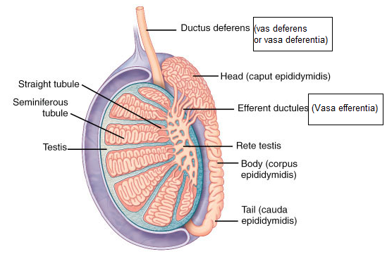 If for some reason the vasa efferentia in the human class 12 biology CBSE