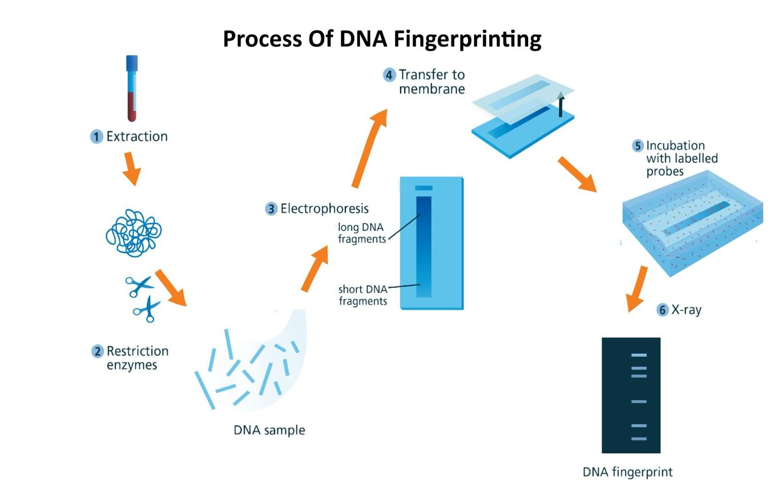 case study on dna fingerprinting