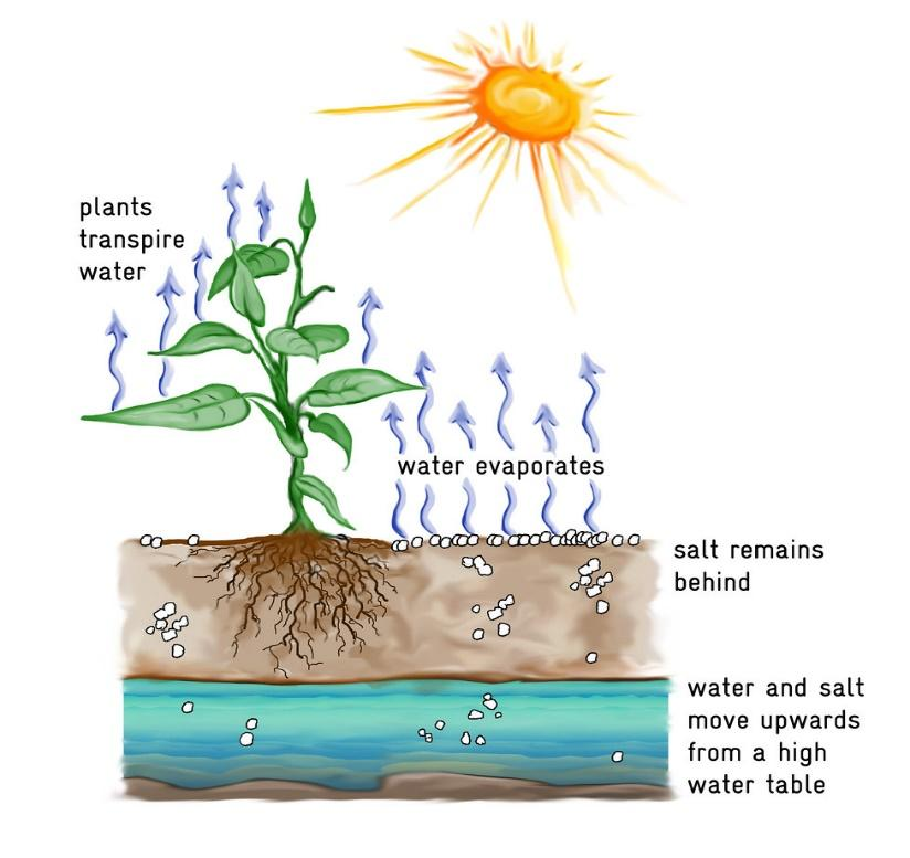 Transpiration