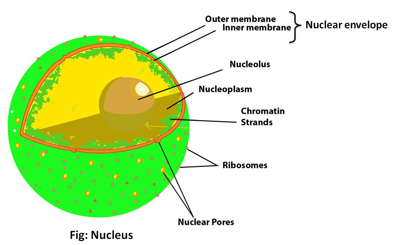 Nucleoplasm Nucleoplasm