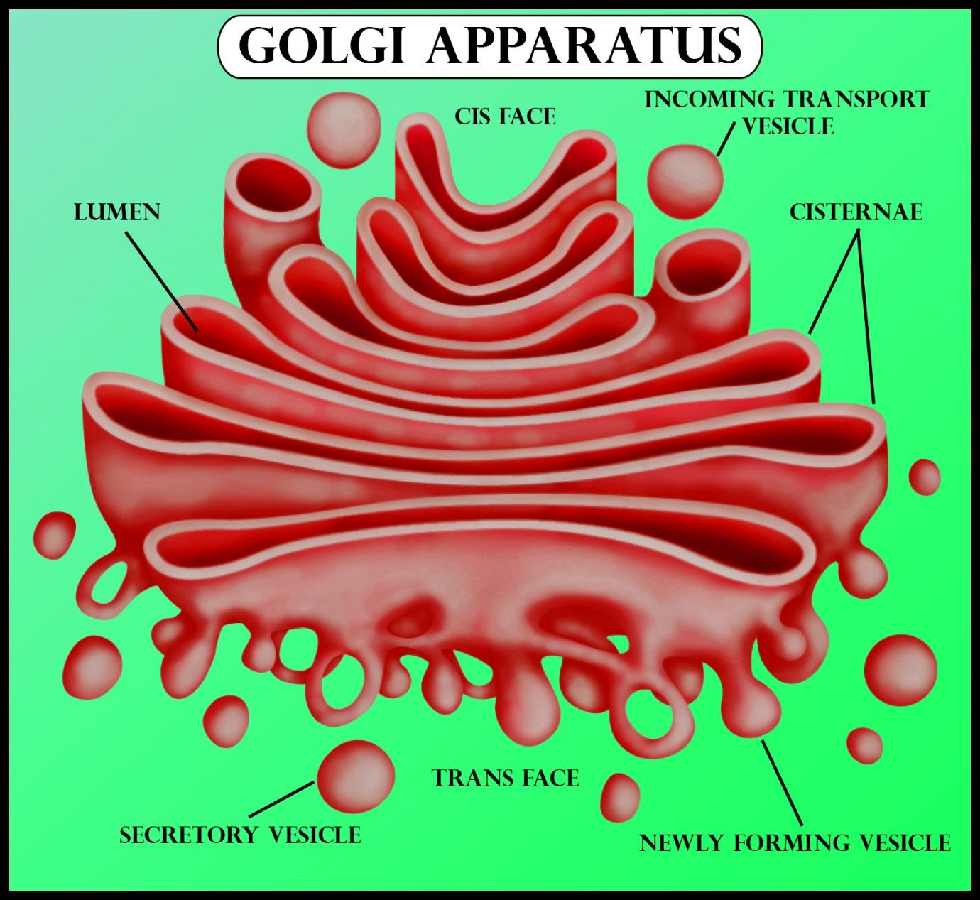 write a short note golgi apparatus