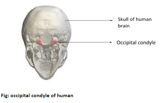 Occipital Condyle Anatomy Occipital Condyle Anatomy