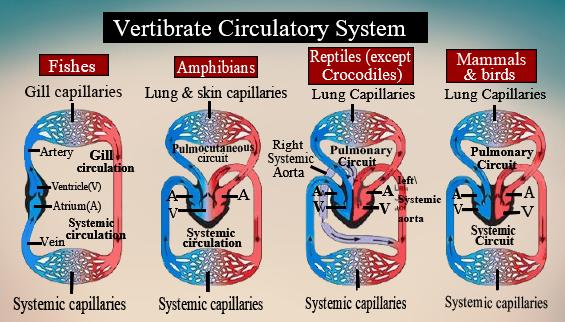 Assertion- Double circulation is incomplete in amphibians and reptiles.  Reason- Unlike in birds and mammals, in amphibians and reptiles, the left  atrium receives oxygenated blood and the right atrium receives deoxygenated  blood.(a)Both