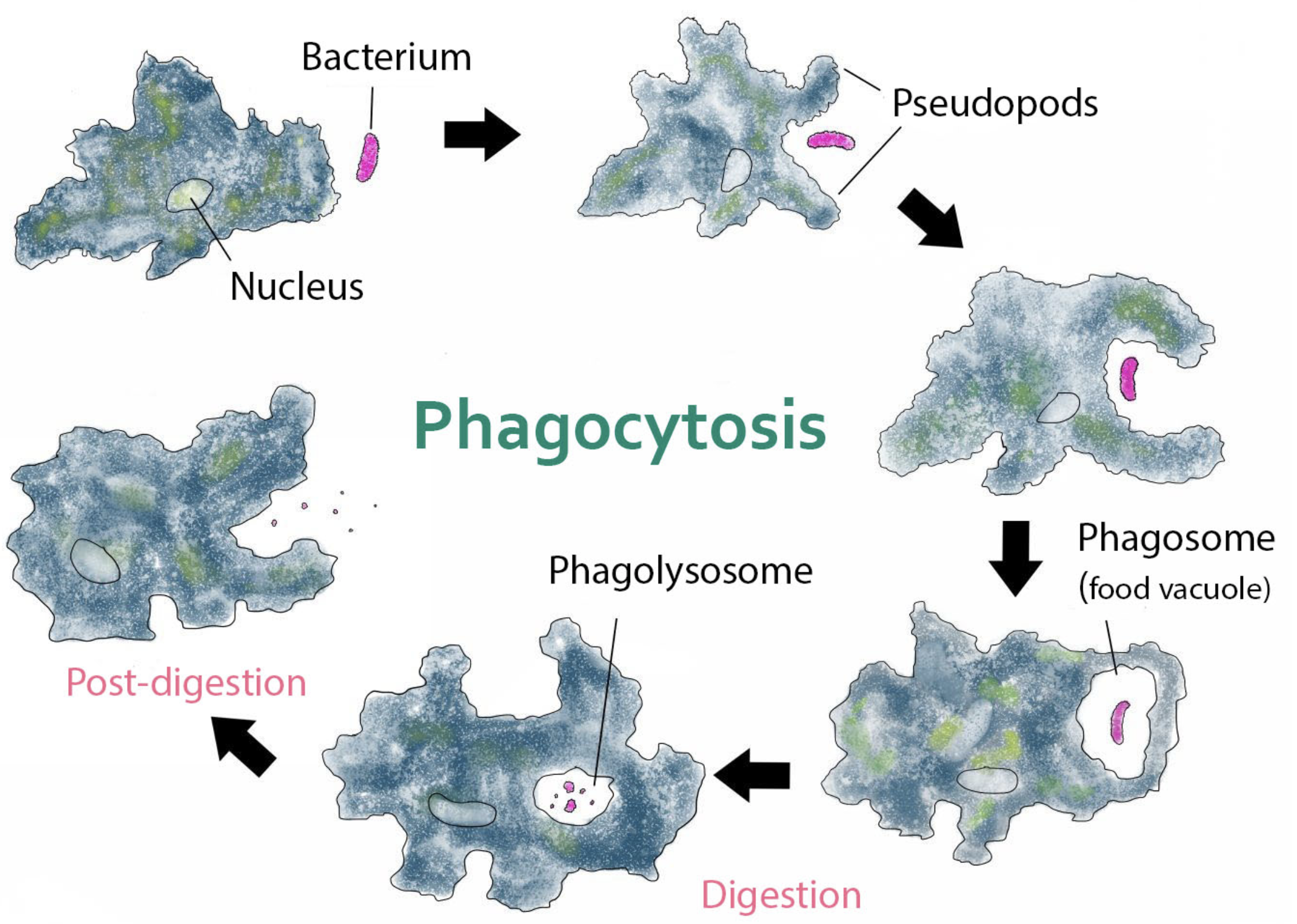 Может осуществлять фагоцитоз способен к амебоидному движению. Фагоцитоз амебы. Стадии питания амебы. Амёба обыкновенная фагоцитоз. Питание амебы обыкновенной.