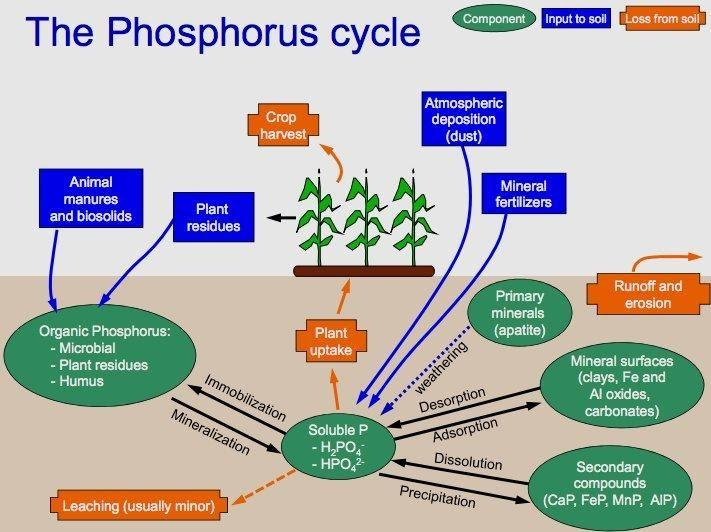 Some of the nutrient cycles are labelled as below.Sulphur cycle (A