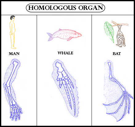 Which organs perform the same function but structurally different?(a)  Homologous organs(b) Analogous organs (c) Vestigial organs(d) Structurally  homologous organs