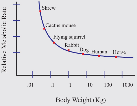 Birds and mammals being homeothermic (capable of maintaining constant body  temperature) have evolved a mechanism to regulate their metabolic rate. An  inverse relationship is observed between metabolic rate and body weight from