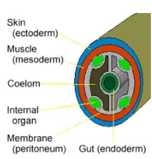 Define coelom Explain the two types of coelom formation class 12