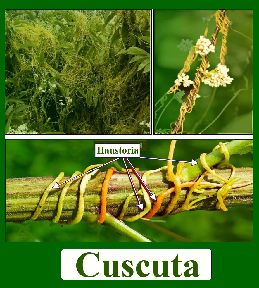 Parasitic Roots Cuscuta