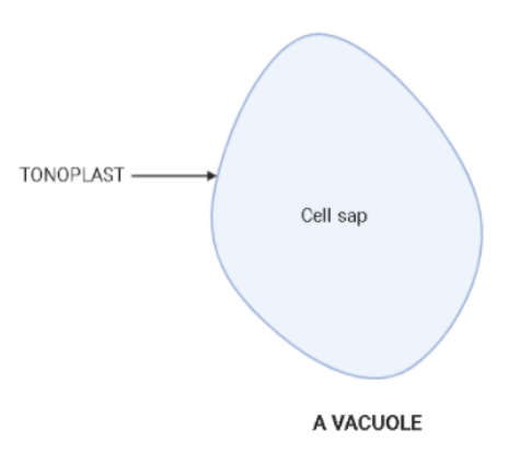 What are vacuoles? Name their types and functions.