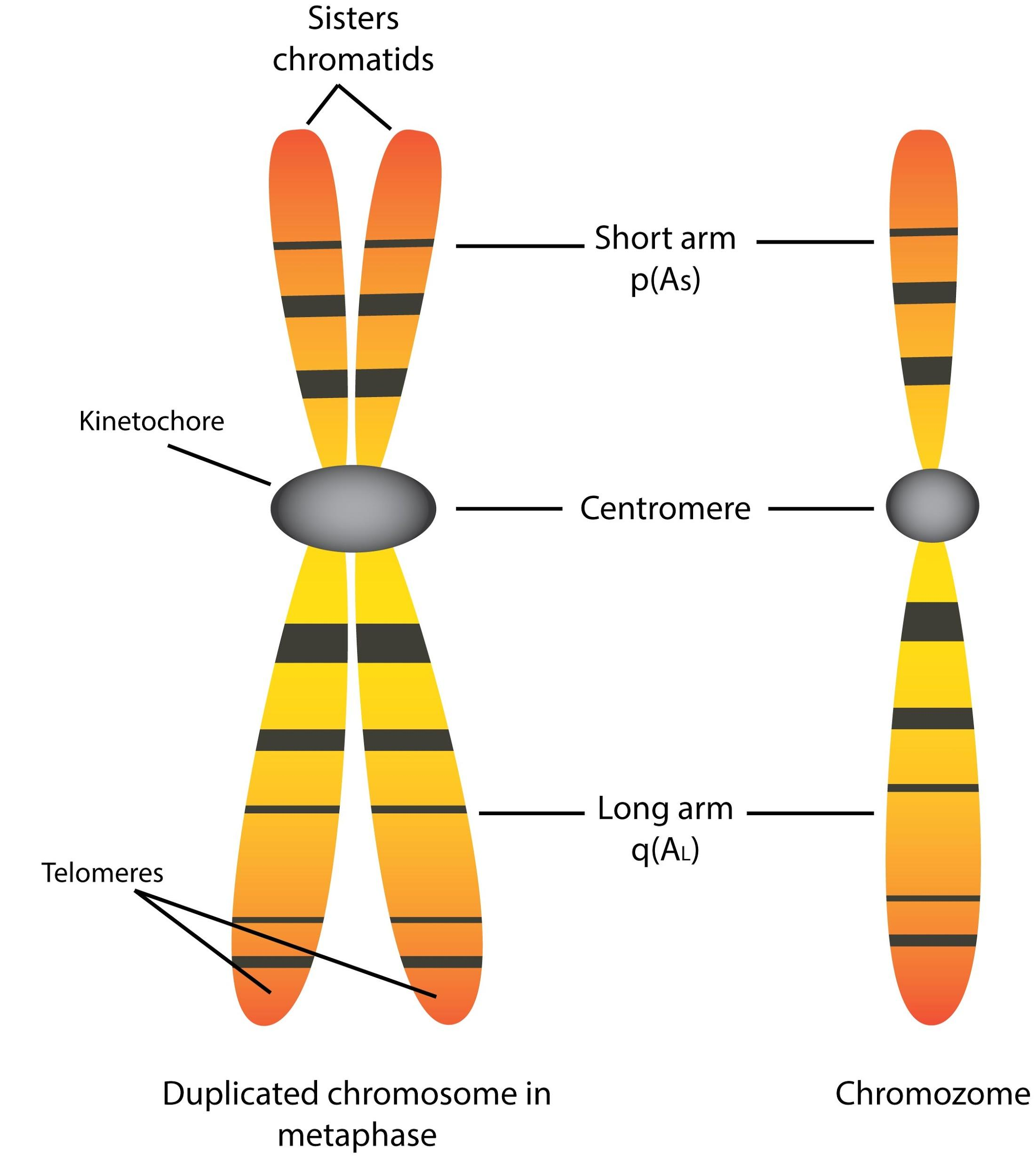 Top 93+ Images when do chromosomes appear in chromotid pairs? Stunning