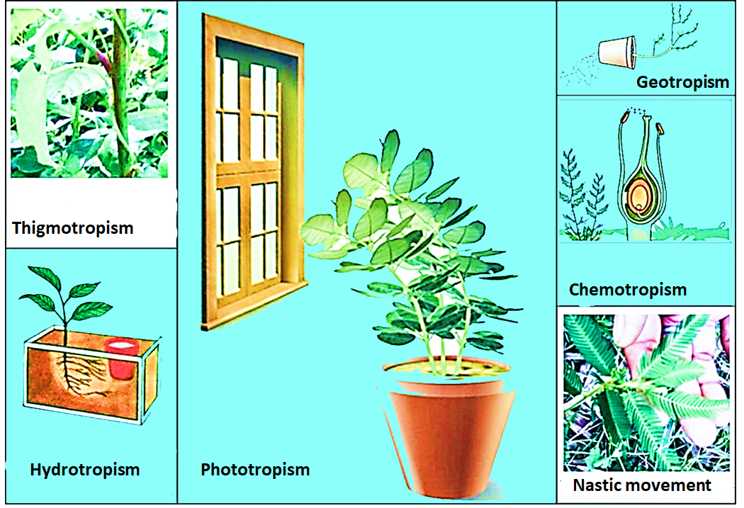 Describe different tropic movement in the plants with class 11 biology CBSE