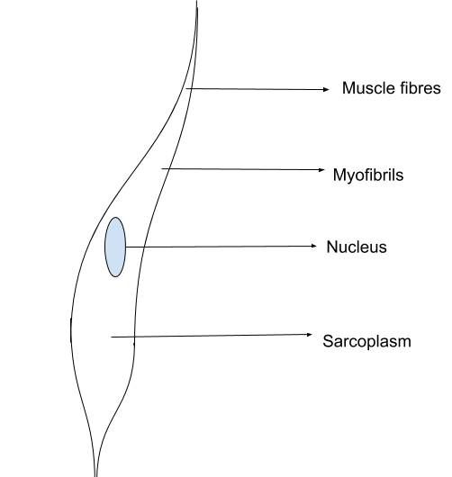 Smooth Muscle Diagram