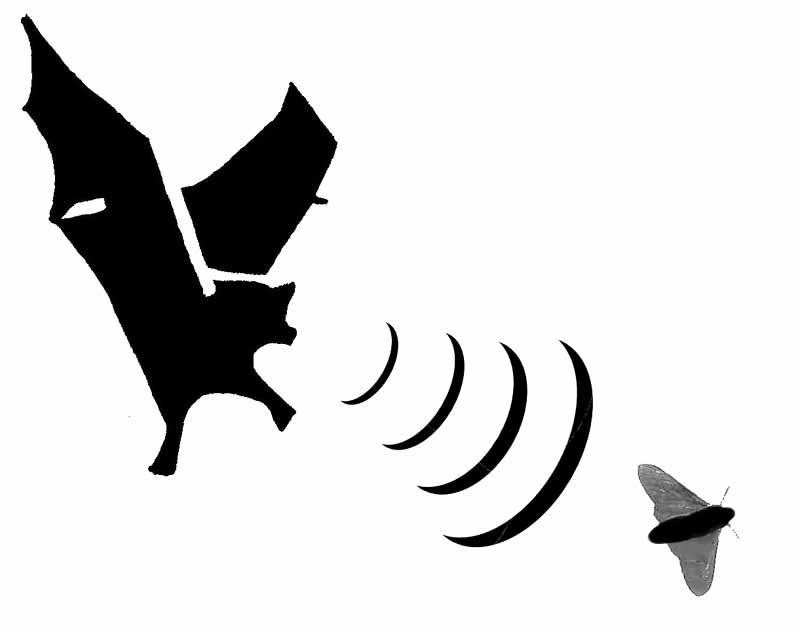 Ultrasonic sound is used by(A) Cat(B) Dog(C) Bat(D) Bird