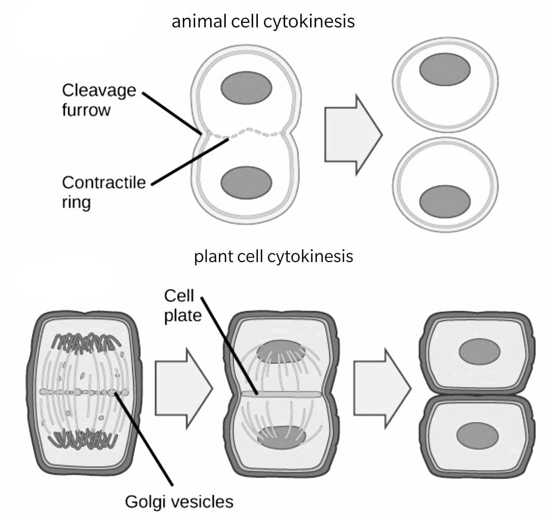 In what two ways is a mitotic division in an animal cell different from the  mitotic division in a plant cell?