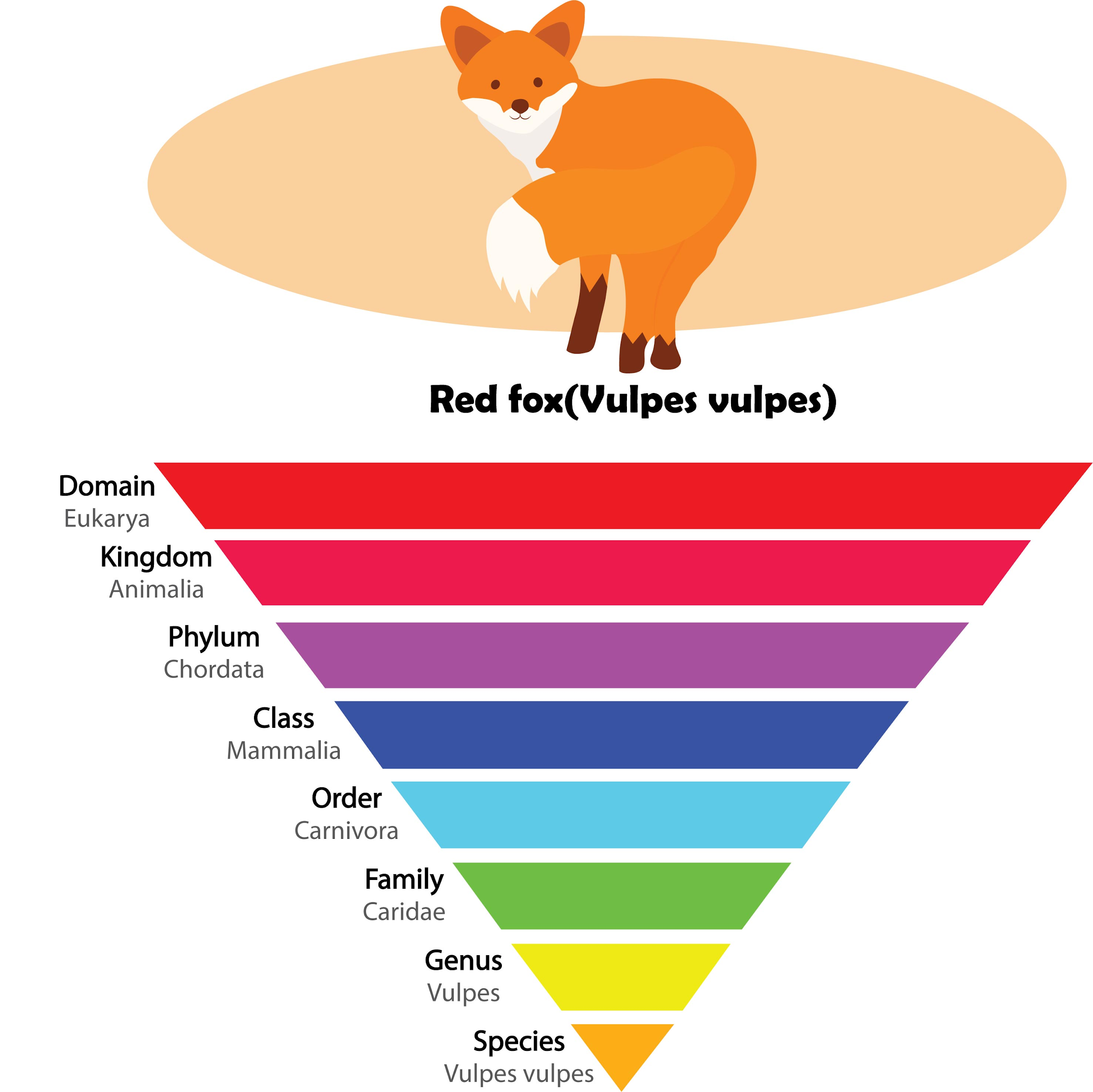 buy-taxonomy-hierarchy-of-biological-classification-science-kids