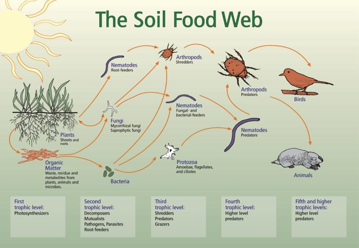 biotic parts of an ecosystem