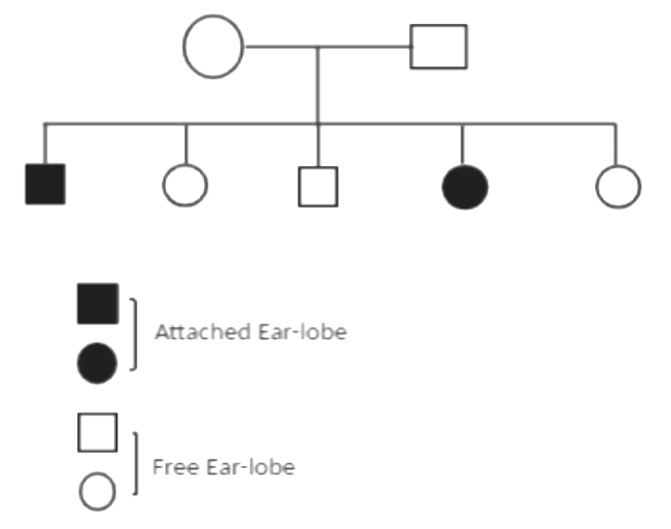 Given Below Is A Pedigree Chart Of A Family With Five Class 12 Biology Cbse