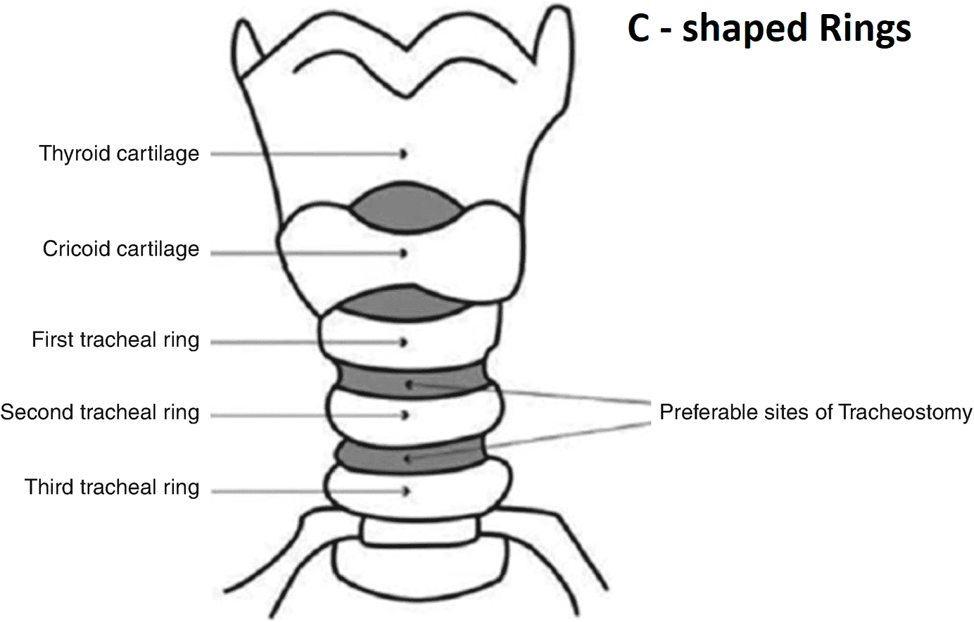 Why are the cartilage rings in the trachea c-shaped?