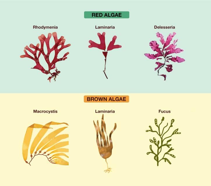 Red Algae Labeled Diagram