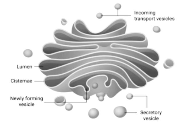 Describe with the help of a diagram the structure of Golgi body and state  its function.