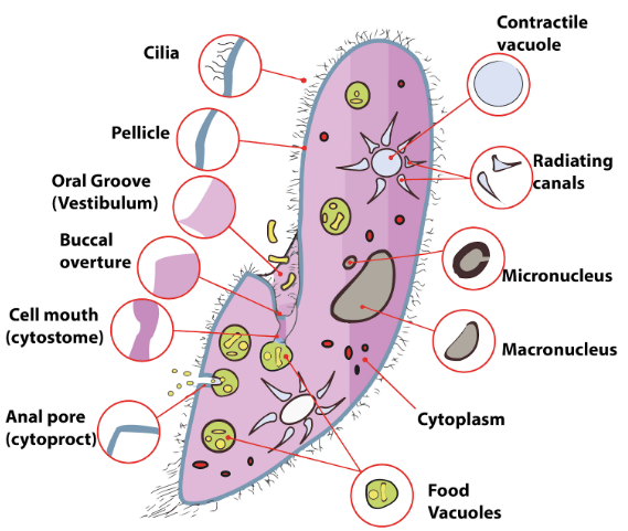 How do Paramecium satisfy the characteristics of living things?
